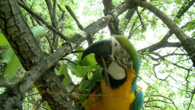 Beautiful colorful parrot-try to eat the camera
