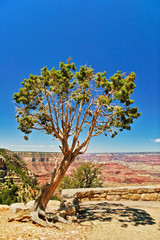 tree in canyon