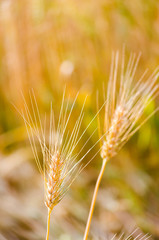 selective focus barley