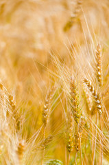 barley wheat