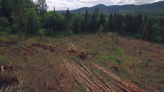Aerial of Timber Trees at Clear Cutting for New Homes