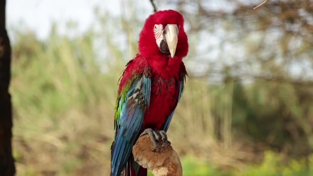Big colorful parrot