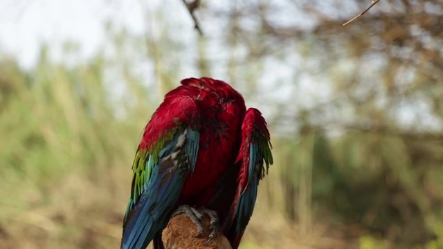 Big colorful parrot.