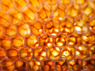 honeycomb in bright sunlight for background