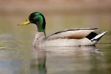 Mallard, Duck, Anas platyrhynchos