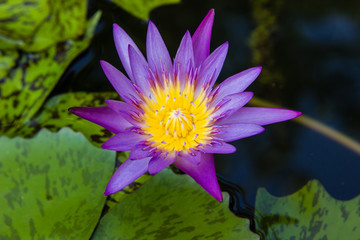 violet waterlily or lotus flower blooming on pond