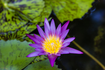 violet waterlily or lotus flower blooming on pond