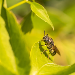 Resting Bee-like Fly