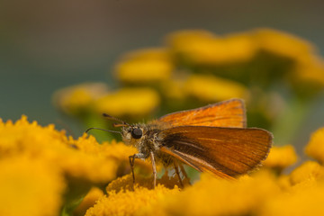 Euorpean Skipper on a Tansy Flower