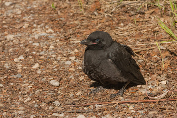 Black Crow Fledgling