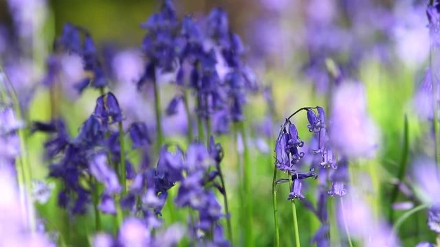Spring Bluebell Flowers in Forest Meadow with Sound of Singing Birds