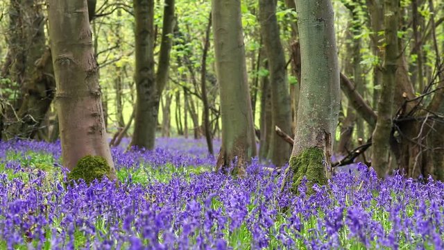 Bluebell Flowers Among Old Maple Tree Trunks with Sound of Singing Birds