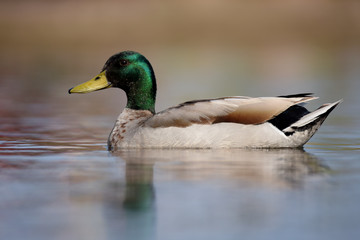 Mallard, Duck, Anas platyrhynchos