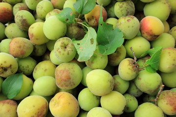 ガーデニング　梅の収穫