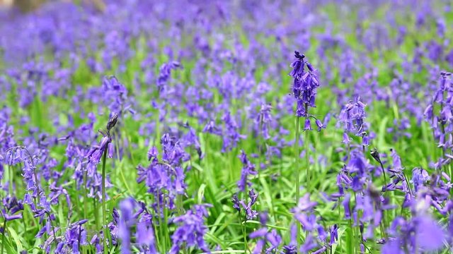 Wild Spring Meadow with Blooming Bluebell Flowers Waving In Breeze