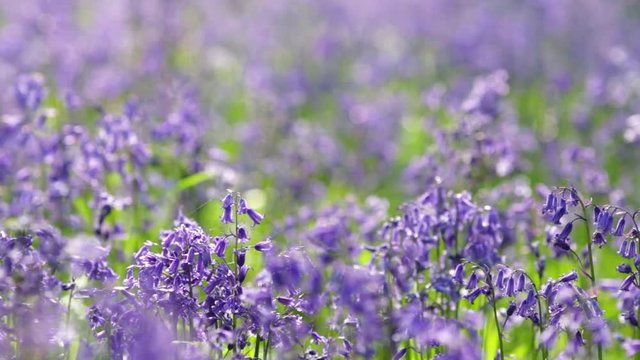 Spring Meadow,  Bluebell Flowers  Waving in Breeze