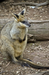 swamp wallaby