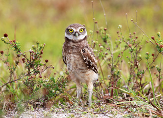 burrowing owl
