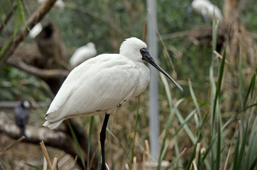royal spoonbill