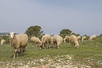 Obraz na płótnie Canvas Schafe in Istrien