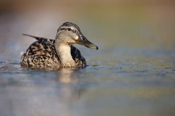 Mallard, Duck, Anas platyrhynchos