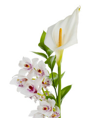 white calla lily and white cymbidium