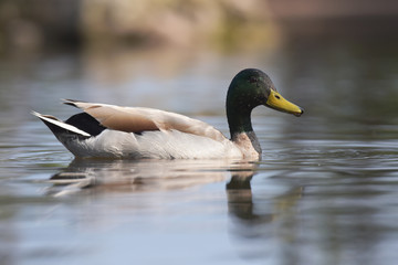 Mallard, Duck, Anas platyrhynchos