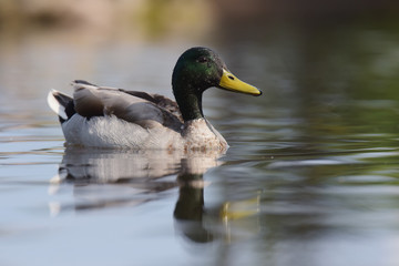 Obraz premium Mallard, Duck, Anas platyrhynchos