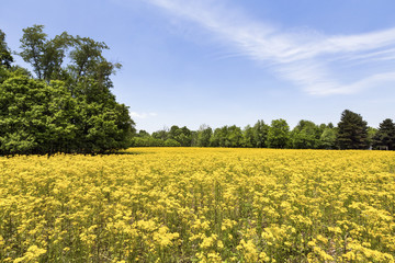 Obraz premium Field of Gold - Butterweed blooms in an idle Indiana agricultural field.