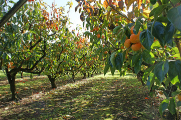 Persimmons growing in a persimmon orchard, on a sunny day.