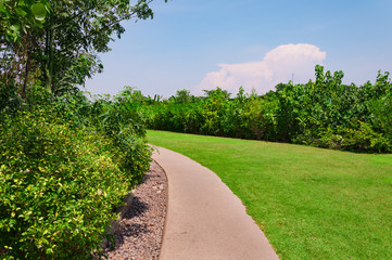 Pathway in a Lush Green Park