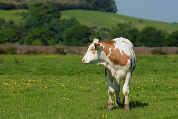 Bull, Bullock, Cow - English Village