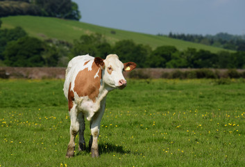 Fototapeta na wymiar Bull, Bullock, Cow - English Village