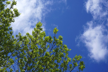 tree branch sprout in spring