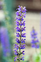 Obraz premium May Night Salvia Spiked Blossom