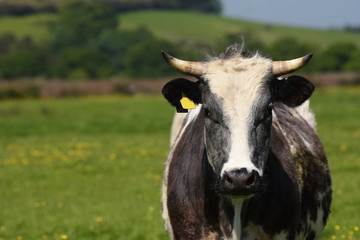Naklejka na ściany i meble Bull, Bullock, Cow - English Village