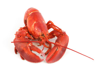 single cooked red lobster isolated on white background