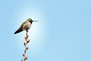 Hummingbird Perched