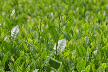 tea plantation of kyoto japan