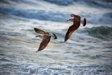 Flying seagull over the blue sea