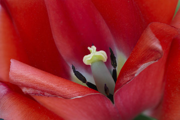 Obrazy na Szkle  Czerwony tulipan