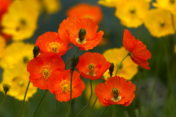 Fototapeta premium Poppies