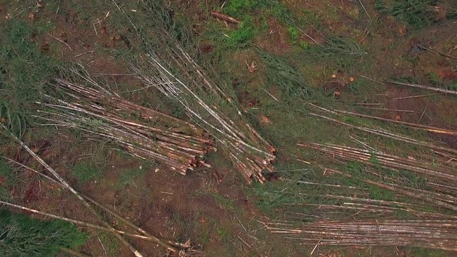 Aerial of Tree Piles from Forest Clear Cutting Rotating Upward in Dramatic Scene