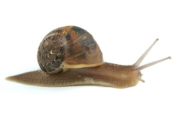 Snail on white background