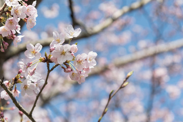 Closeup of Cherry Blossoms