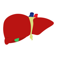 Obraz premium flat vector human liver, Isolated on white background