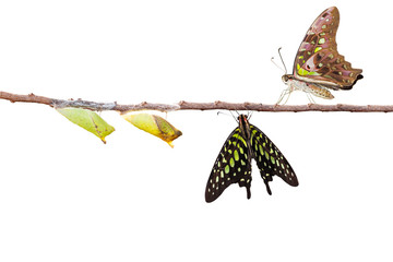 Fototapeta premium Isolated tailed jay butterfly with chrysalis and mature on white