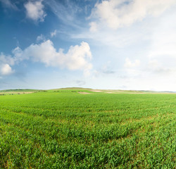Field in the summer time. Agricultural landscape as a background