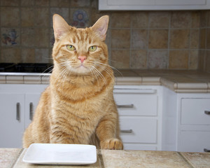 Male orange tabby cat sitting at the counter with an empty plate waiting for food.