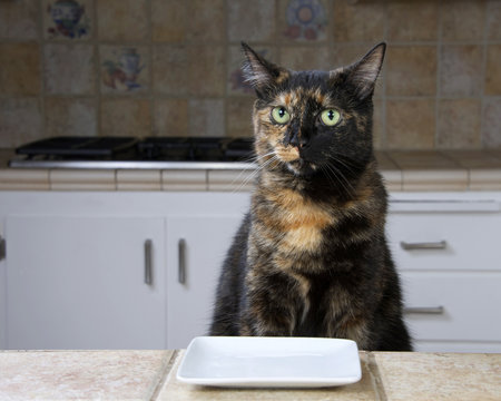 Tortoiseshell or Tortie Tabby cat sitting at the counter with an empty plate waiting for food.